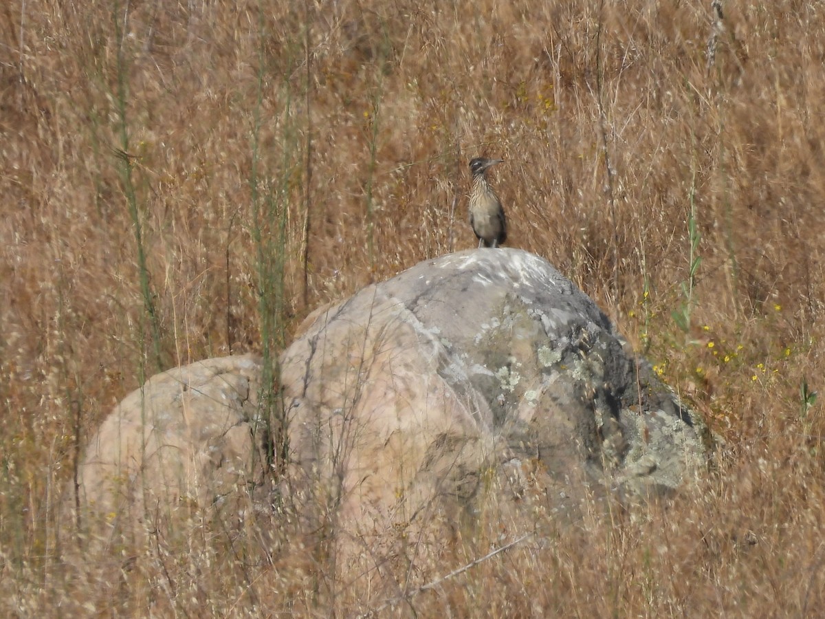 Greater Roadrunner - ML638465716
