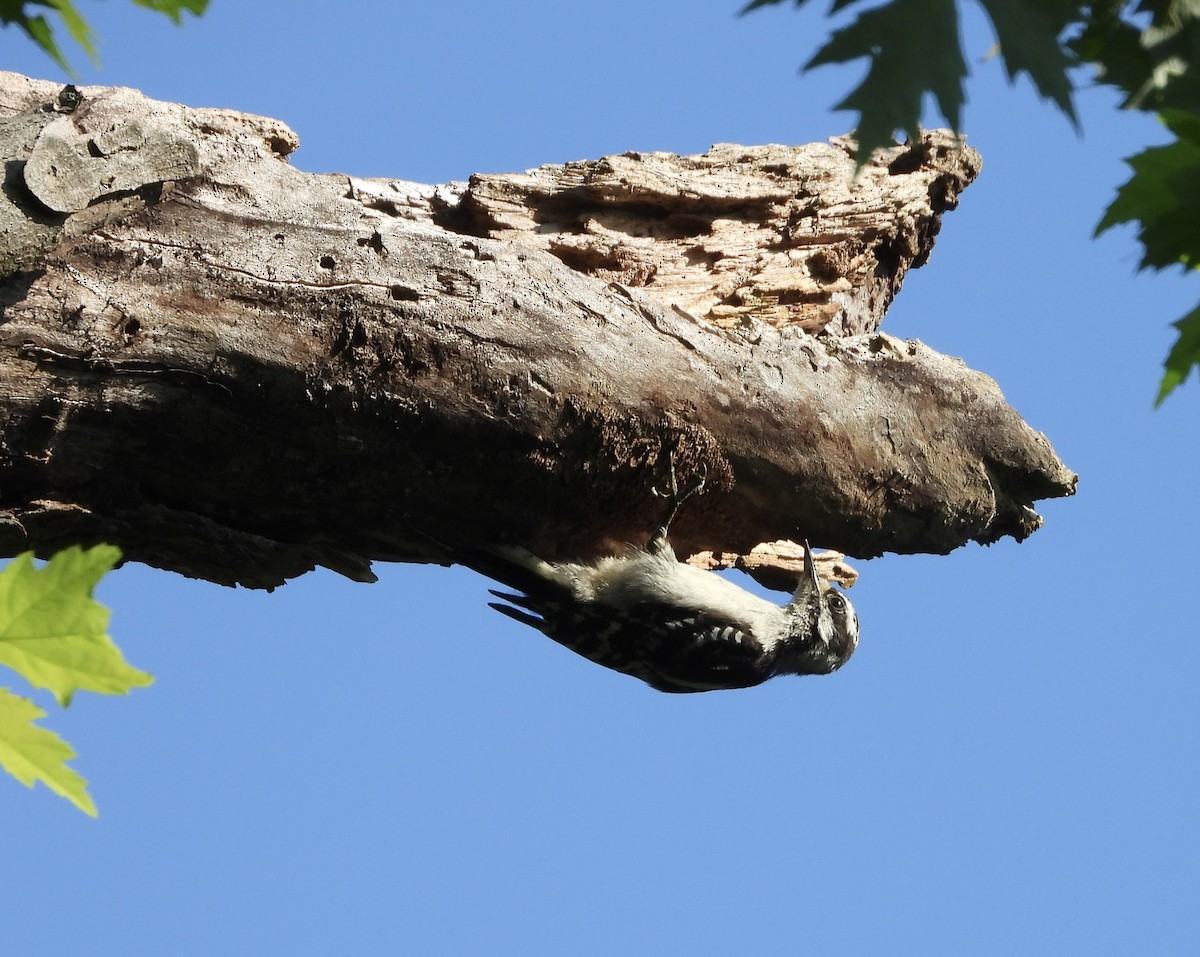 Downy Woodpecker - ML638465721