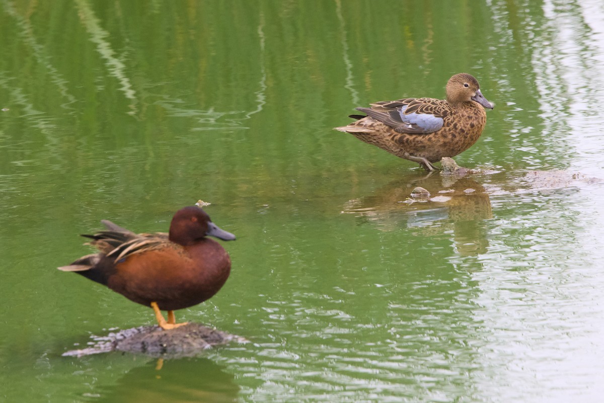Cinnamon Teal - ML638465743