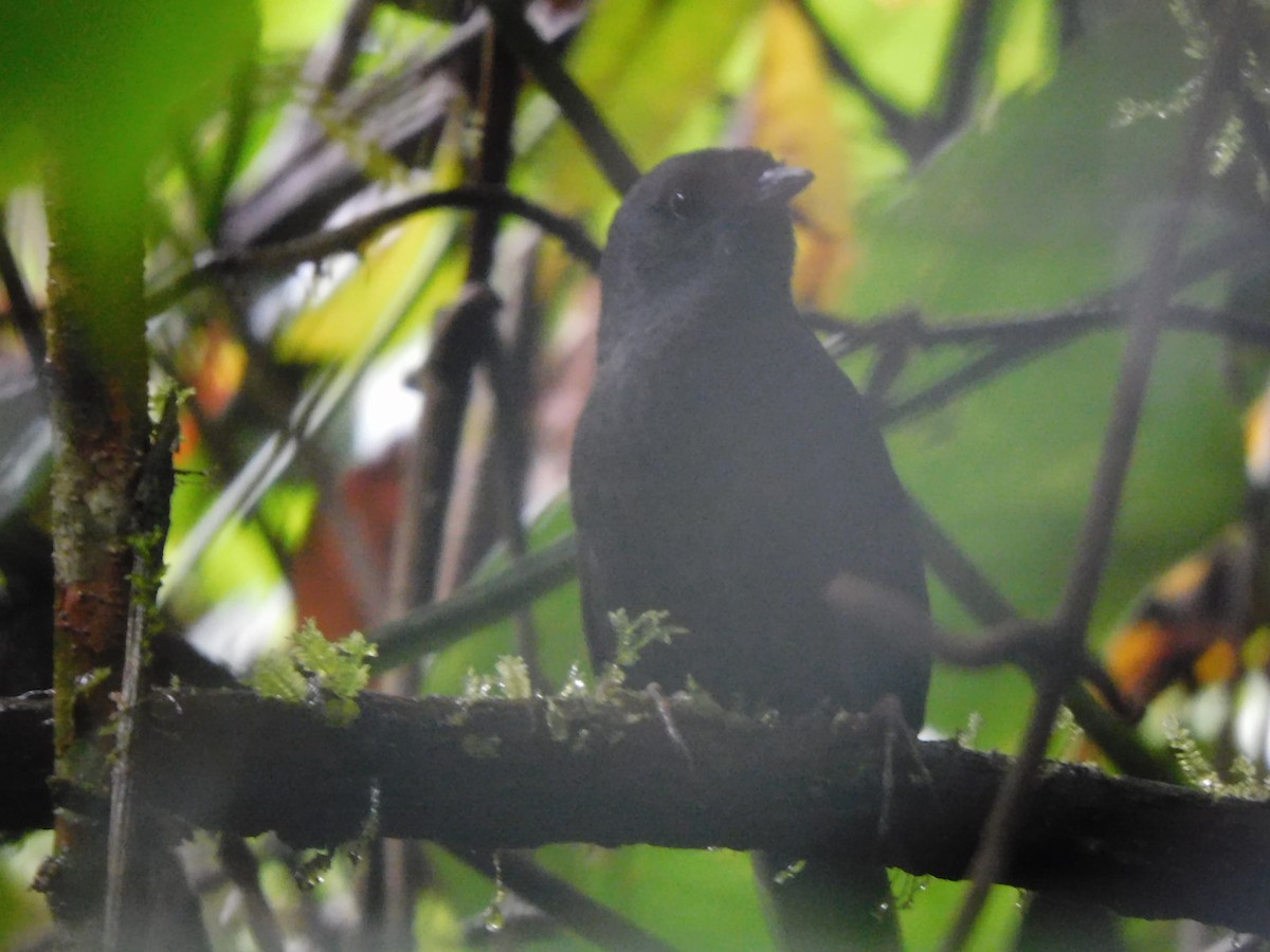 Long-tailed Tapaculo - ML638465748