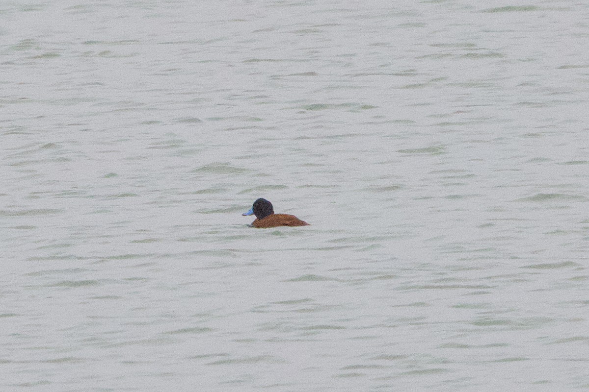Andean Duck - ML638465759