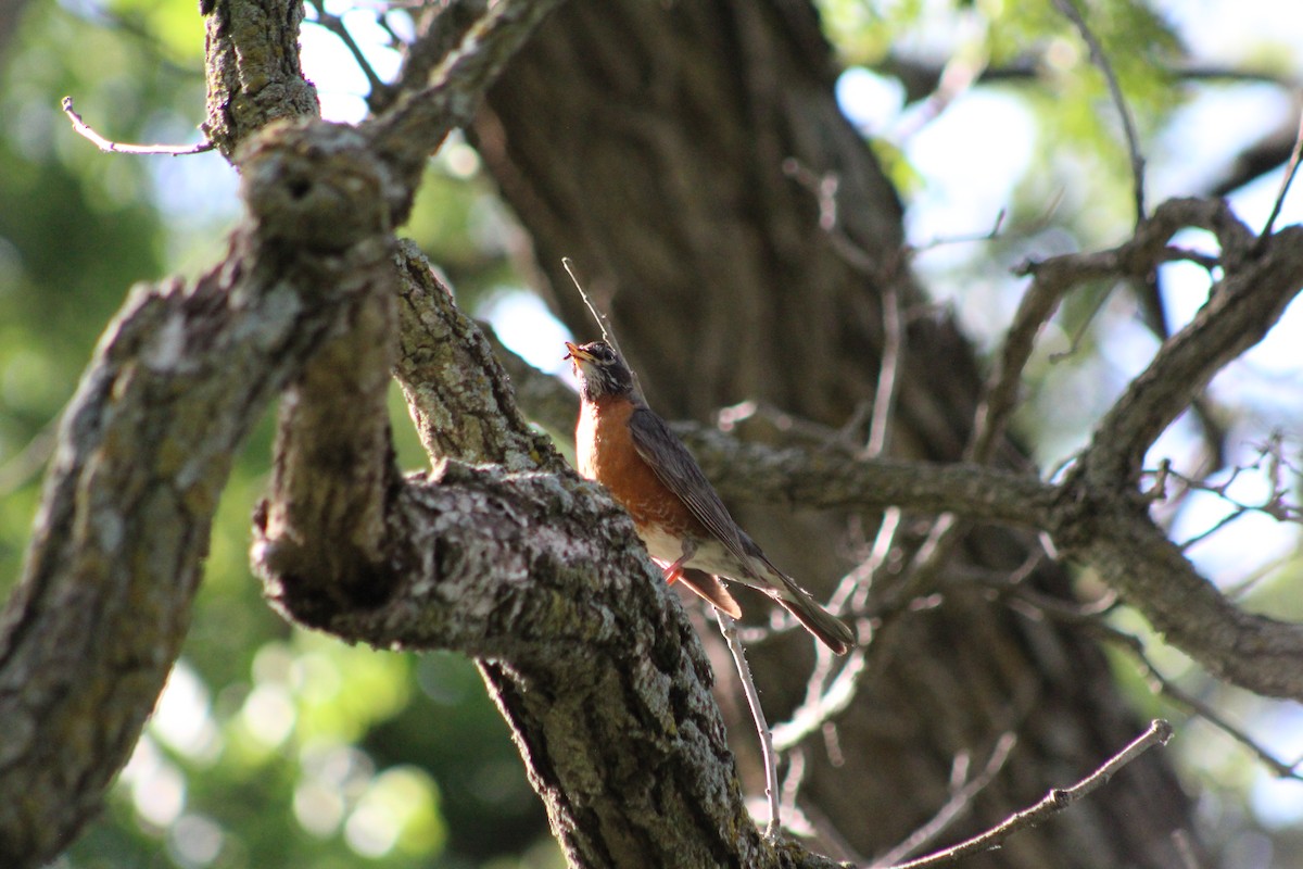 American Robin - ML638465794