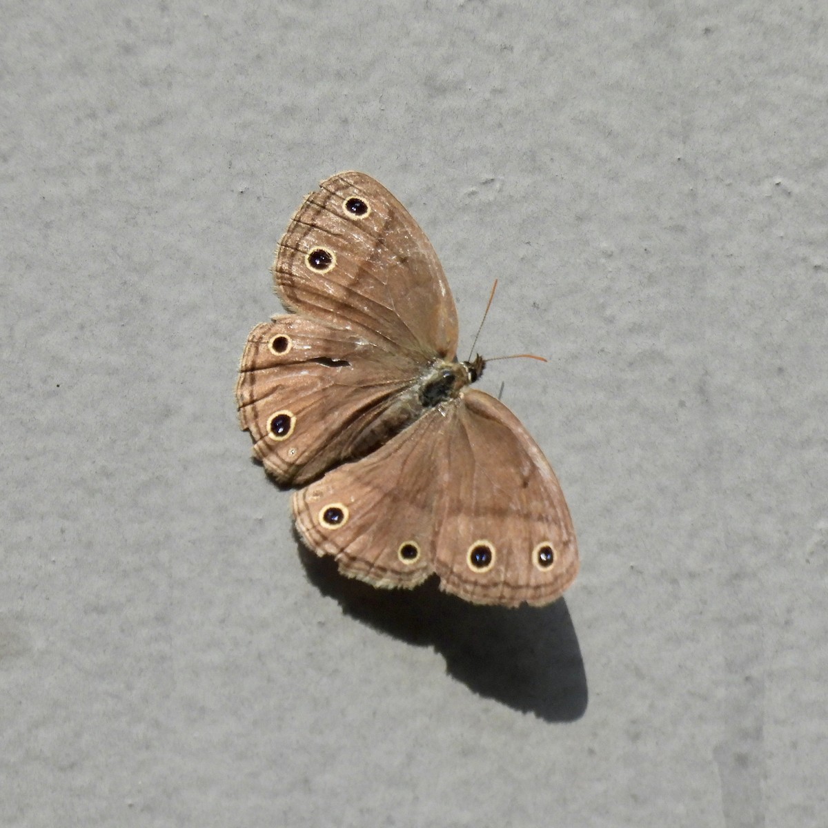 Little Wood Satyr - ML638465799