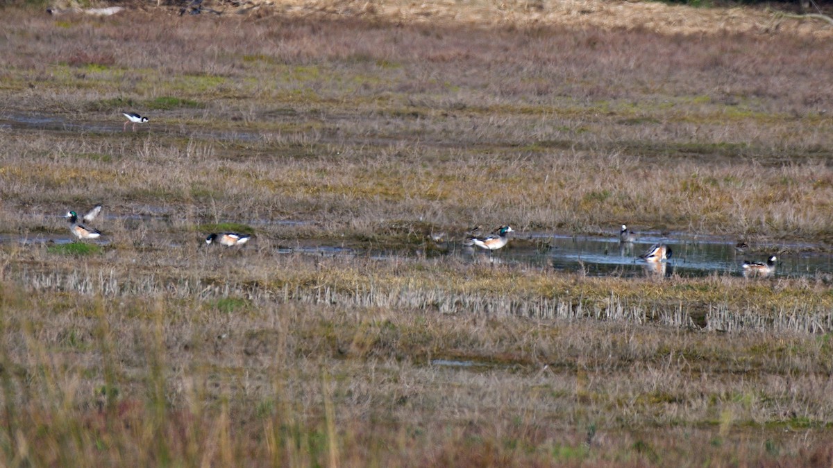 Chiloe Wigeon - ML638465802