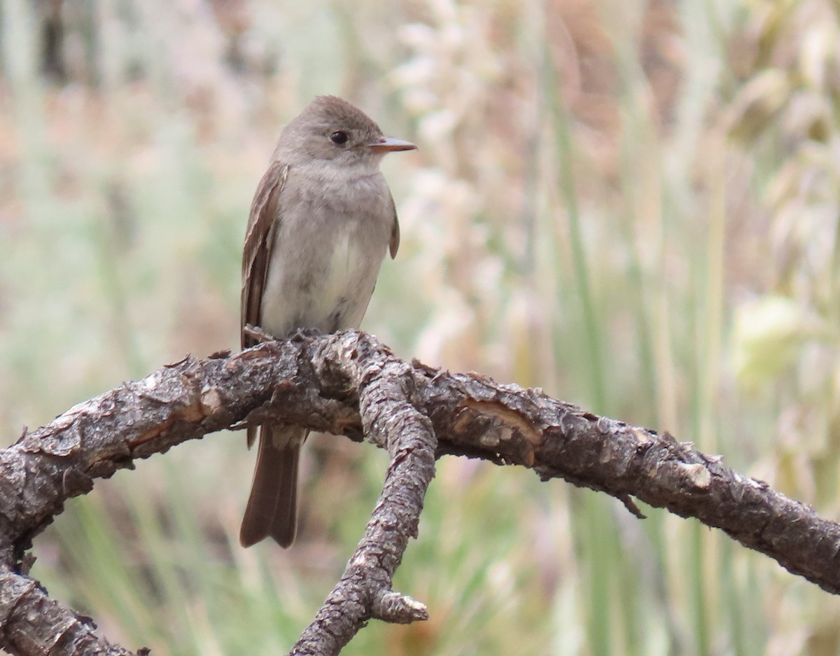 Western Wood-Pewee - ML638465805