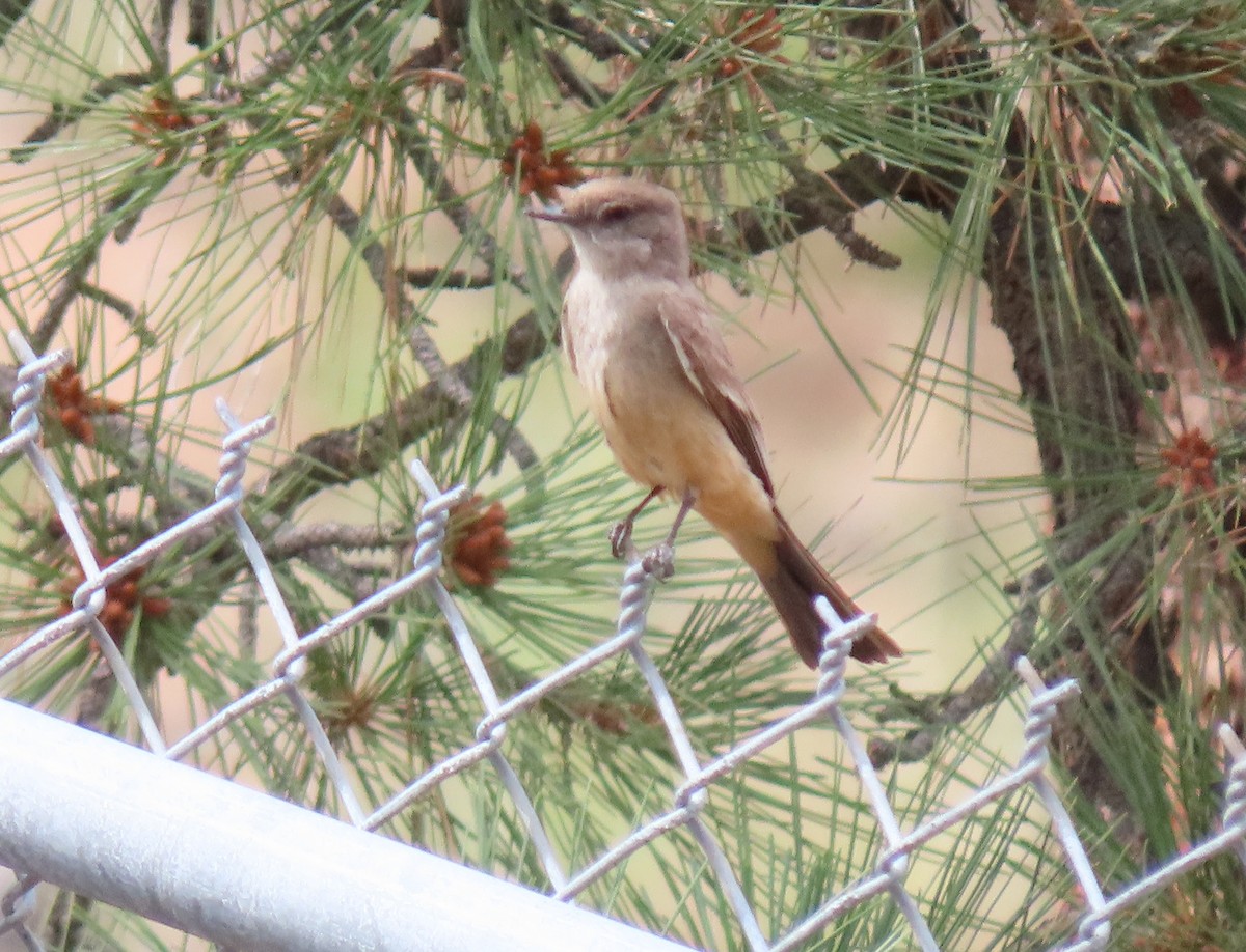 Say's Phoebe - ML638465810
