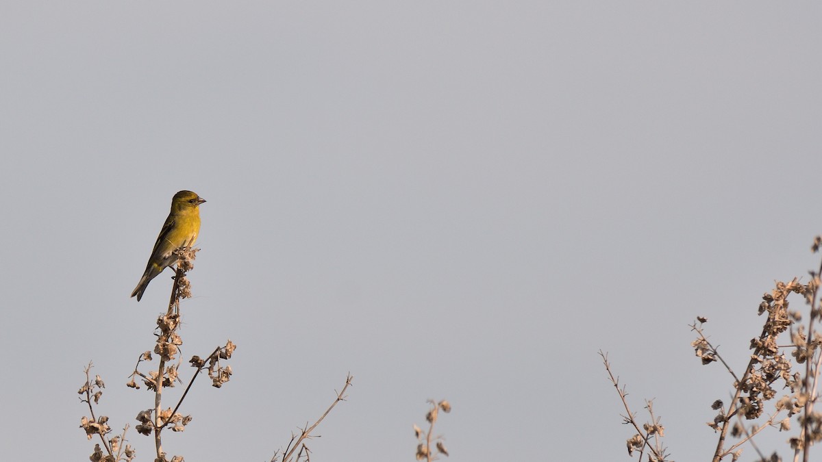 Black-chinned Siskin - ML638465811