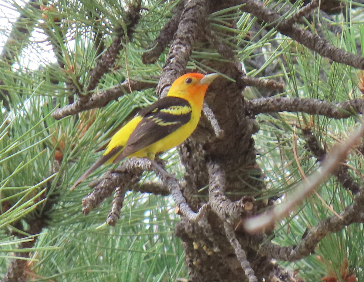 Western Tanager - ML638465813