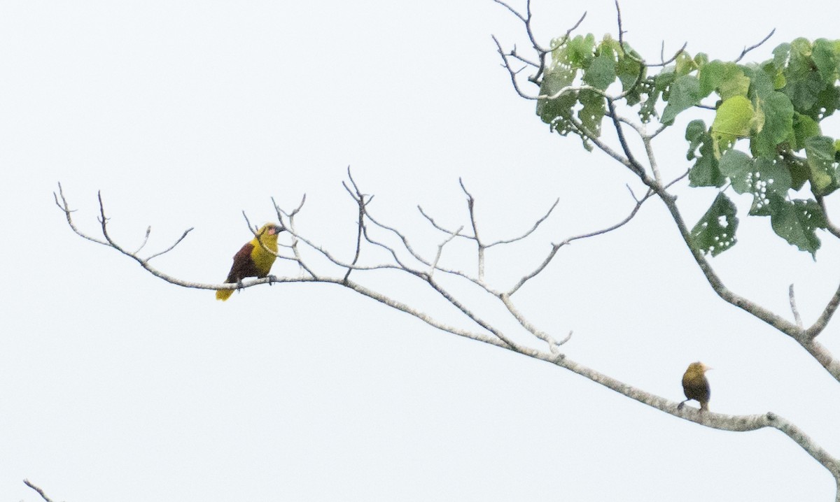 Olive Oropendola - ML638465857