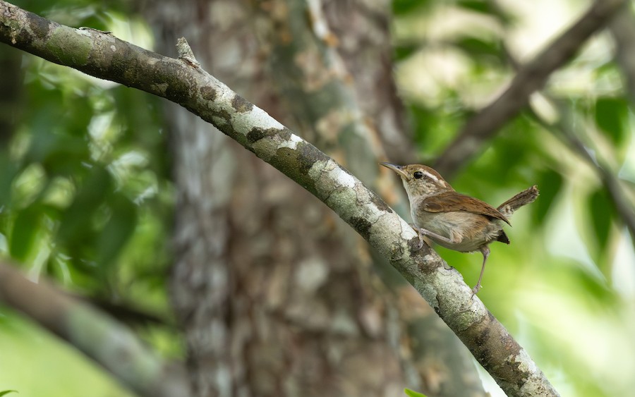 Saltapared Vientre Blanco (grupo leucogastra) - eBird
