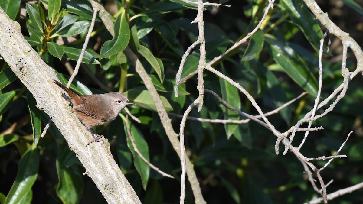 Southern House Wren - ML638465898