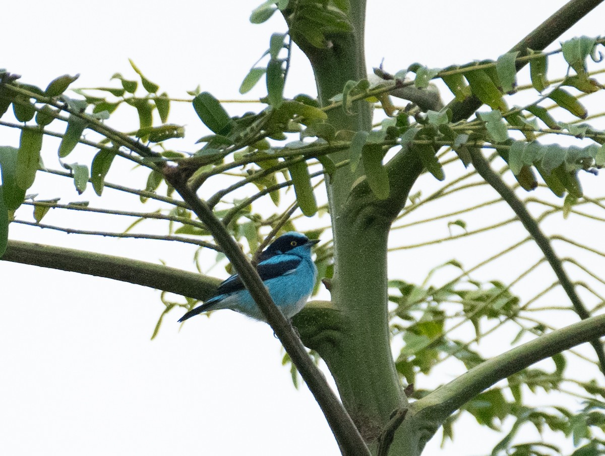 Black-faced Dacnis (Black-faced) - ML638465899