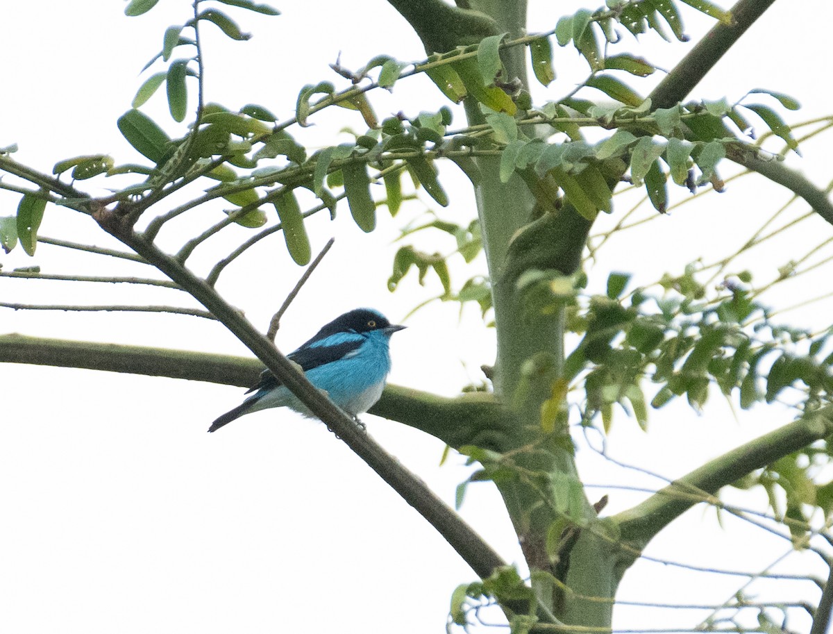 Black-faced Dacnis (Black-faced) - ML638465900