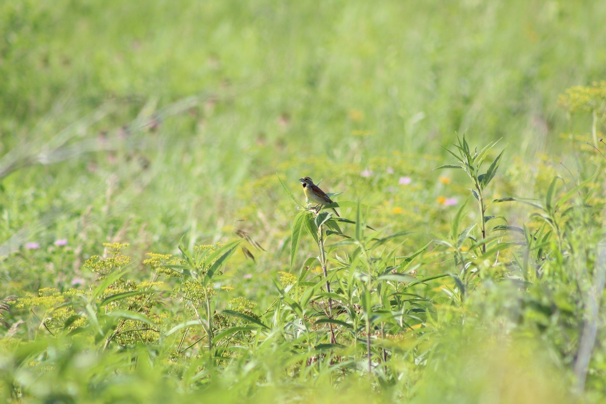 Dickcissel - ML638465907