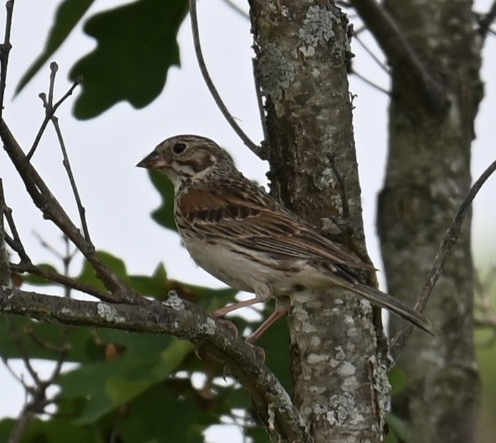Vesper Sparrow - ML638465913