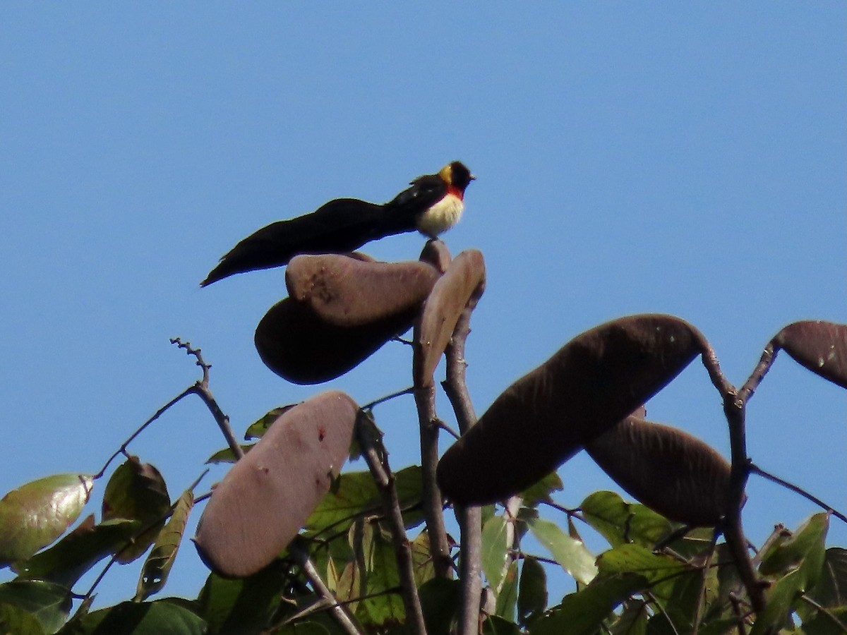 Broad-tailed Paradise-Whydah - ML638465946
