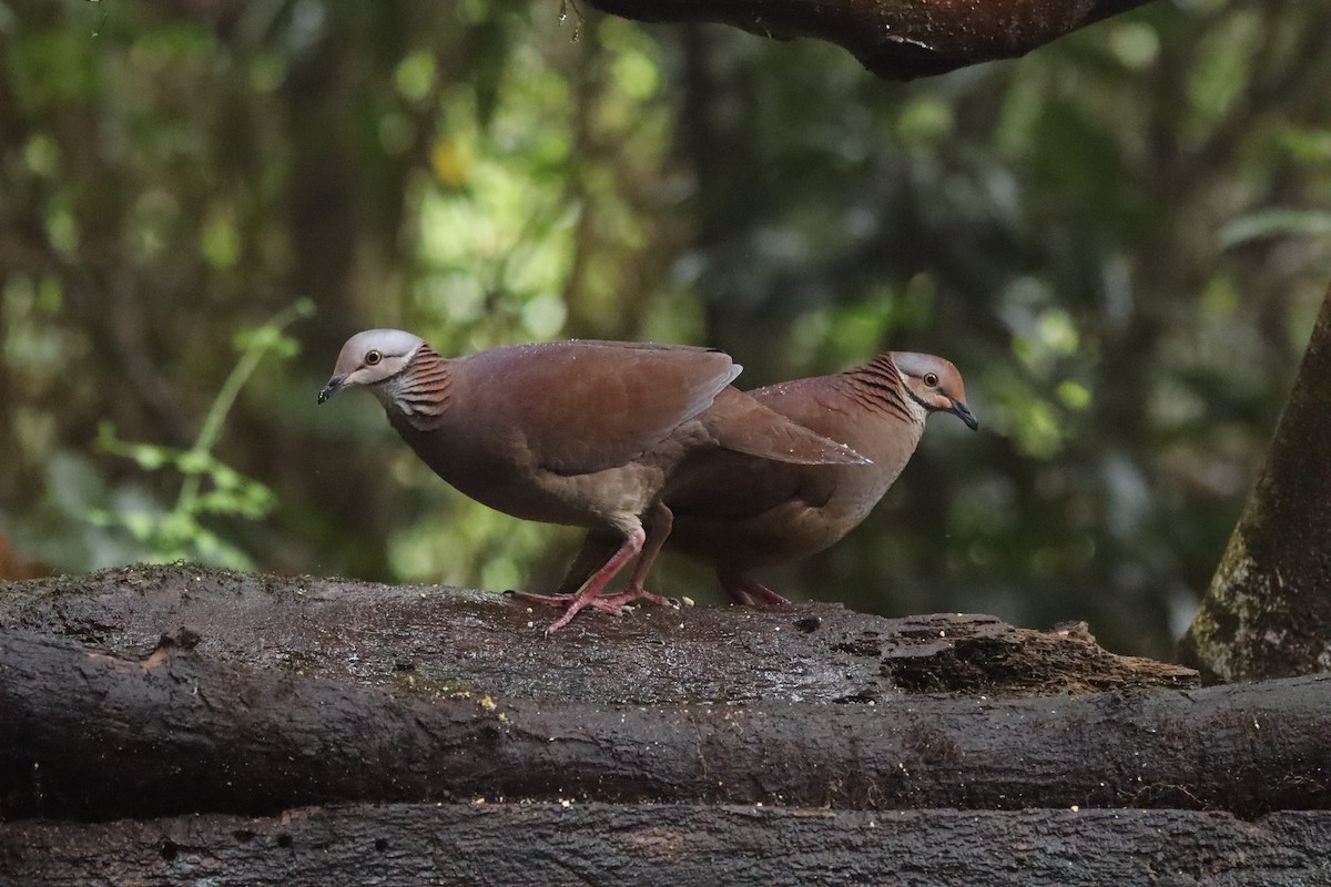 Lined Quail-Dove - ML638465949