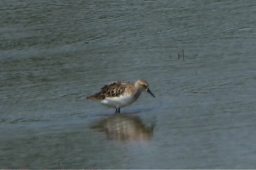 Semipalmated Sandpiper - ML638465955