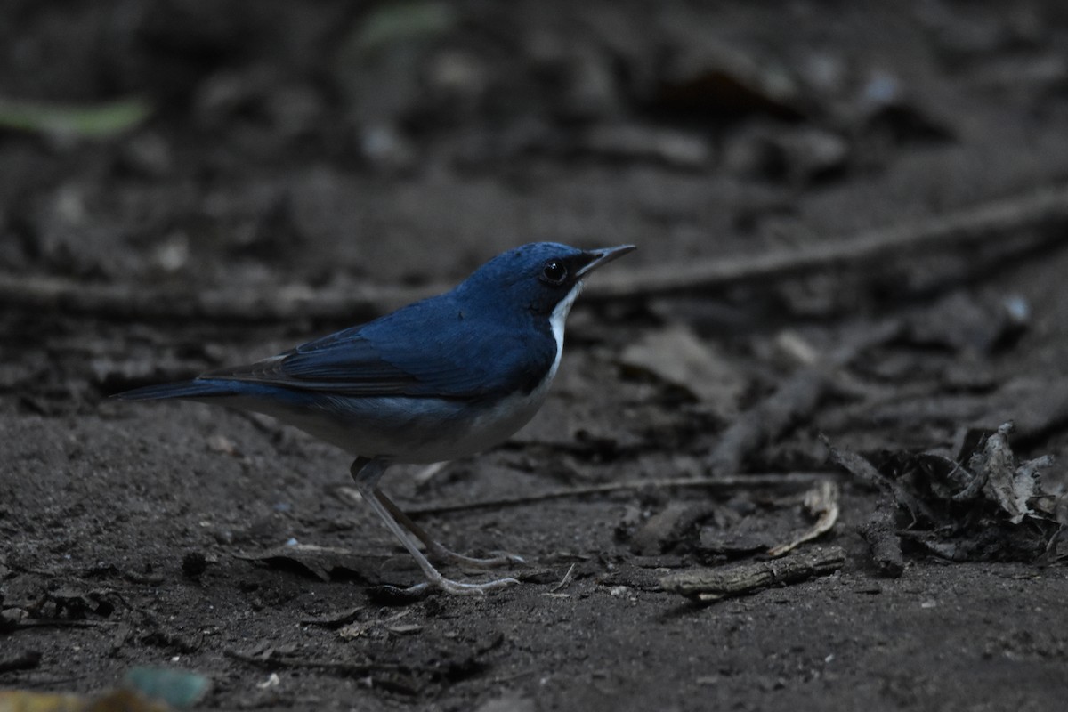 Siberian Blue Robin - ML638465999