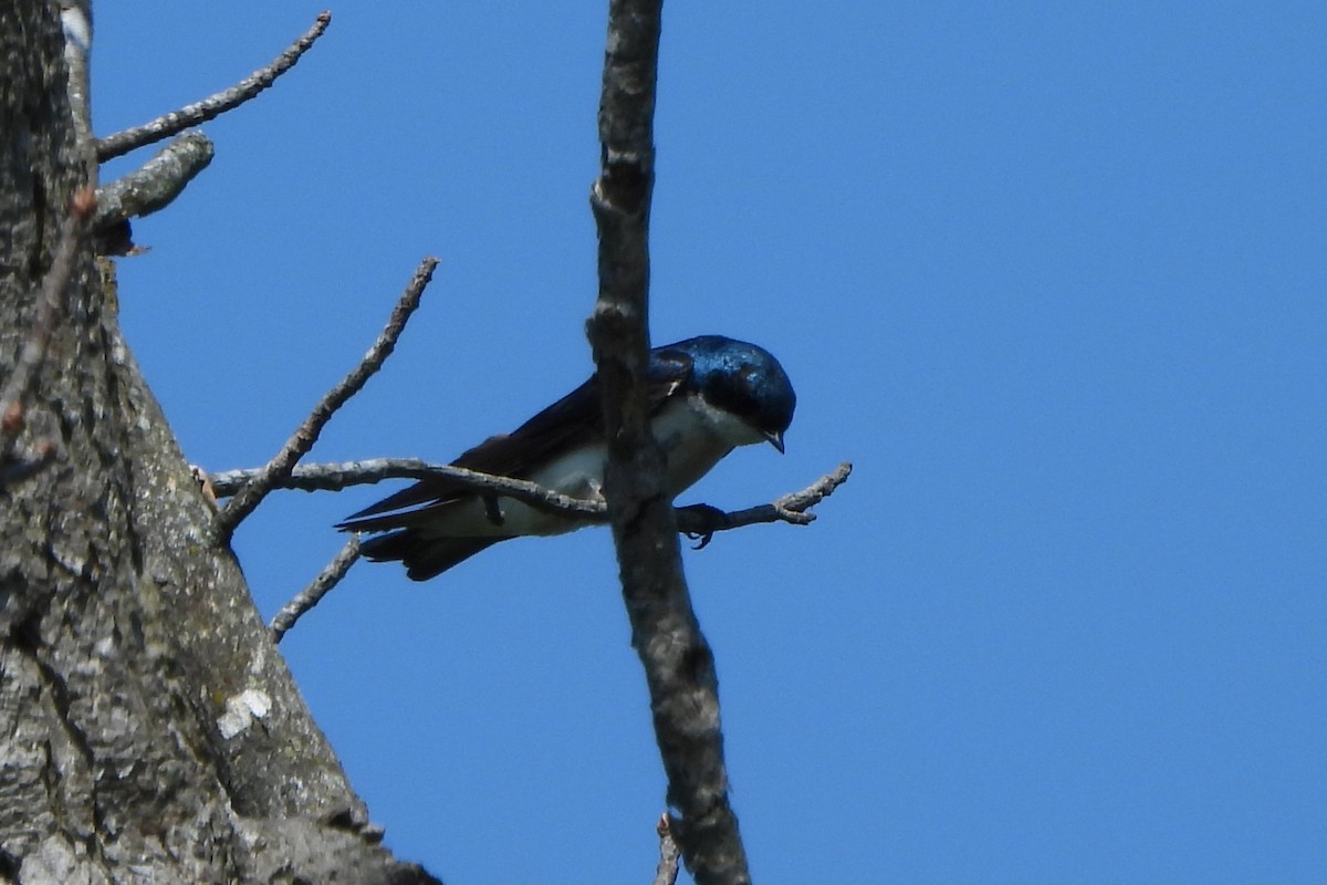 Tree Swallow - ML638466002
