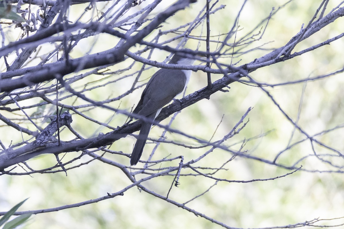Yellow-billed Cuckoo - ML638466017