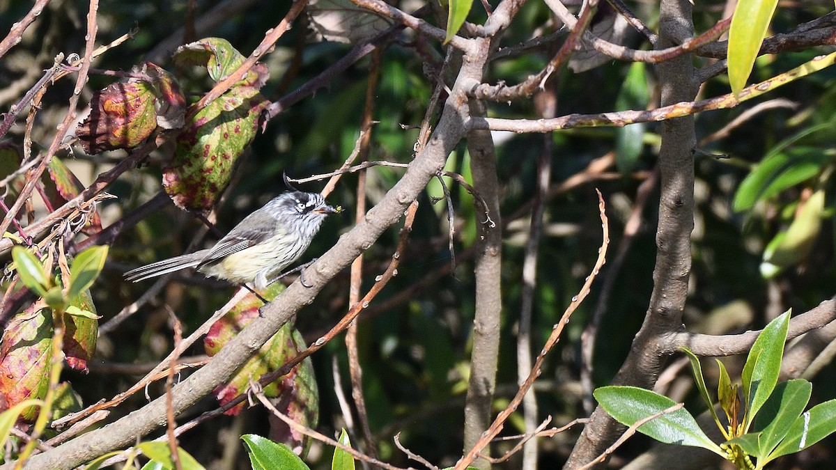 Tufted Tit-Tyrant - ML638466021