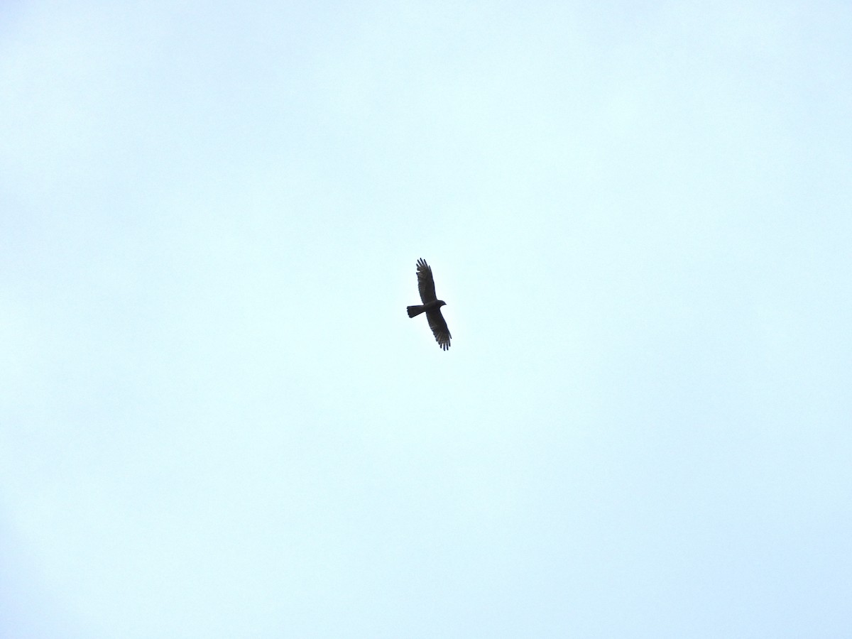 Gray-faced Buzzard - ML638466029