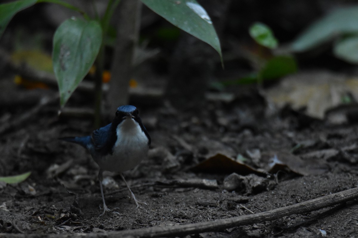 Siberian Blue Robin - ML638466044