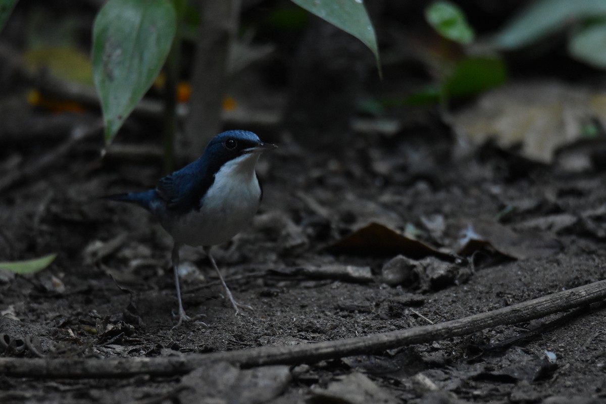 Siberian Blue Robin - ML638466049