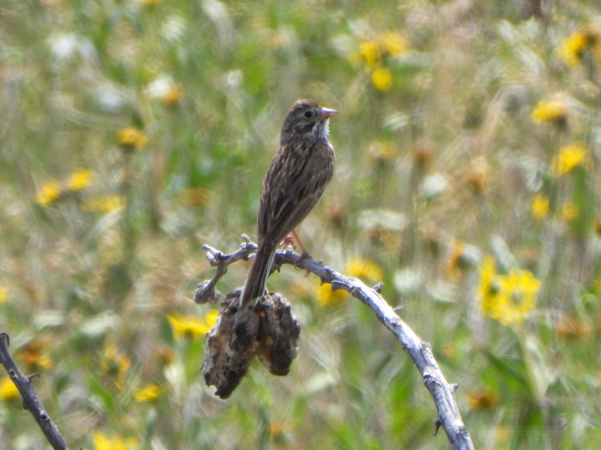 Vesper Sparrow - ML638466060