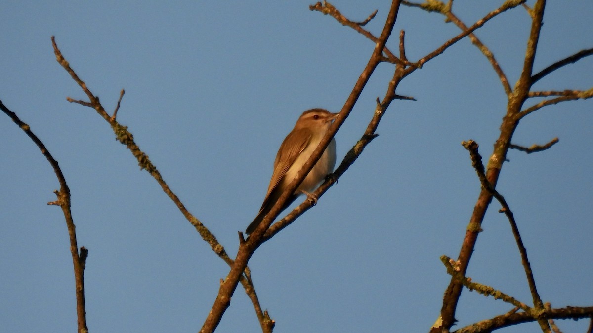 Red-eyed Vireo - ML638466082