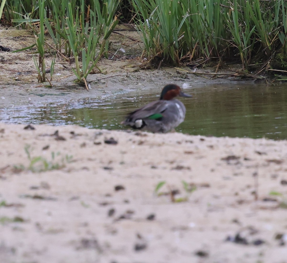 Green-winged Teal - ML638466092