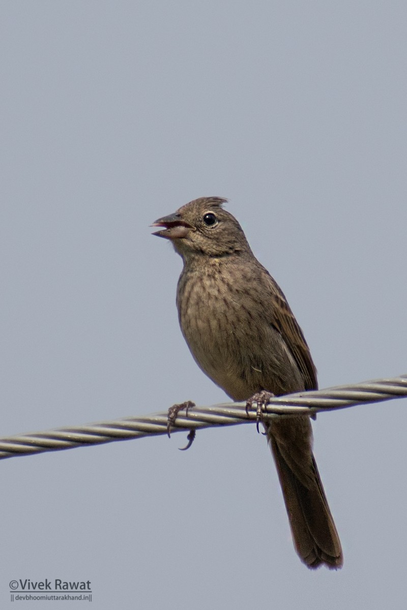Crested Bunting - ML638466107