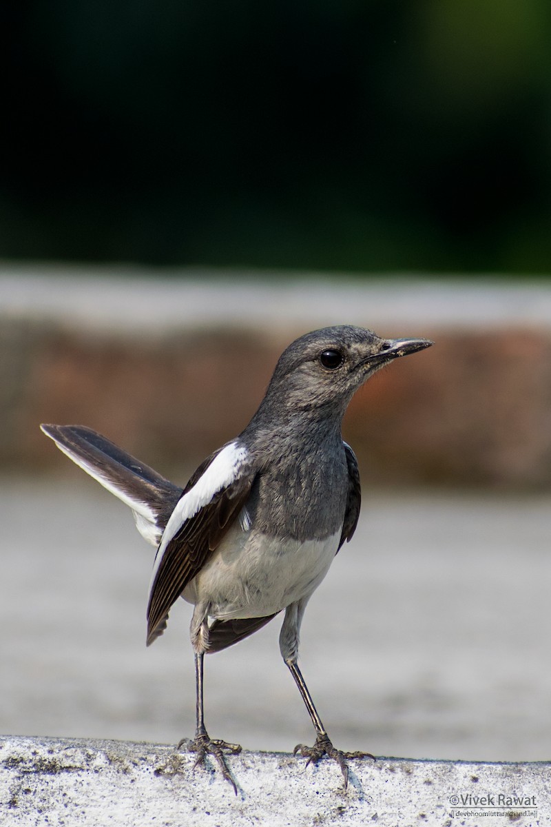 Oriental Magpie-Robin - ML638466151