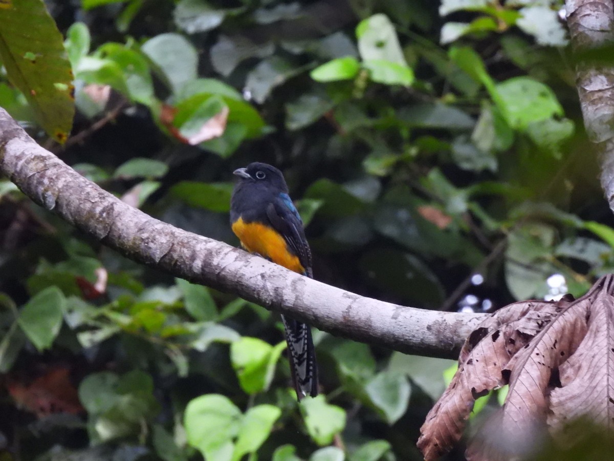 amazontrogon - ML638466166