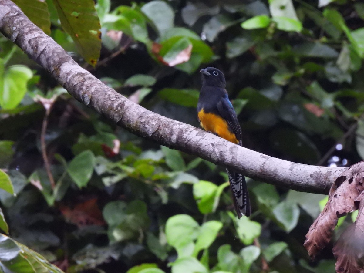 amazontrogon - ML638466167