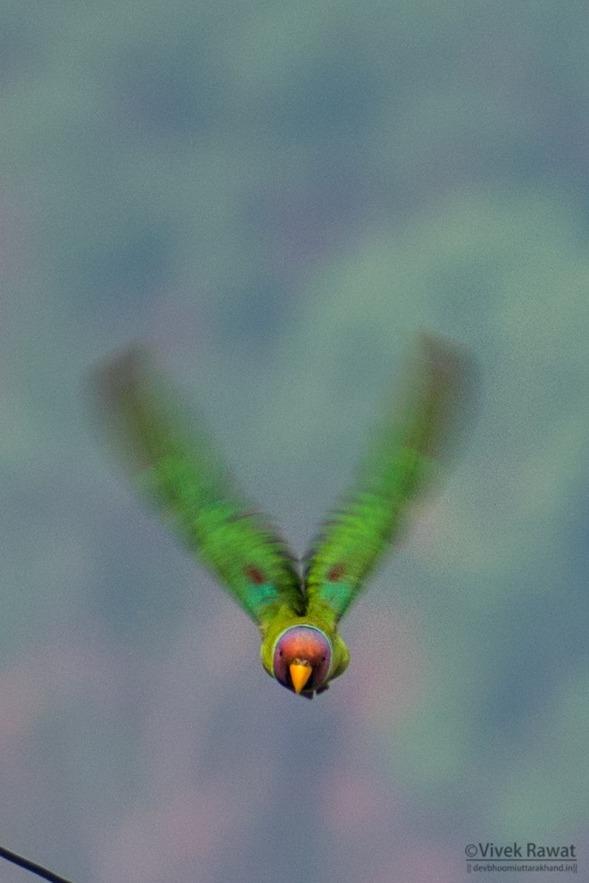 Plum-headed Parakeet - ML638466185