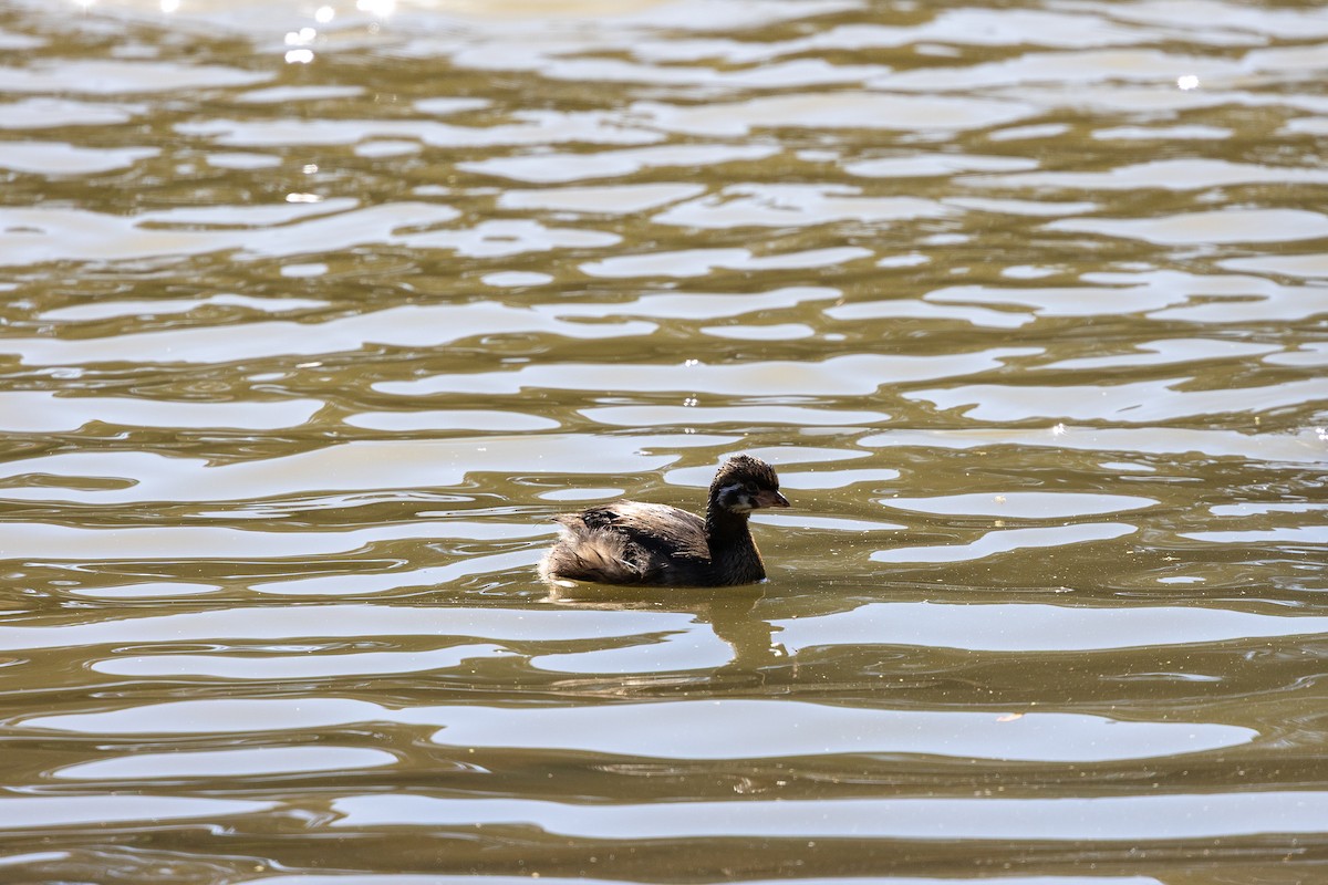 Pied-billed Grebe - ML638466187