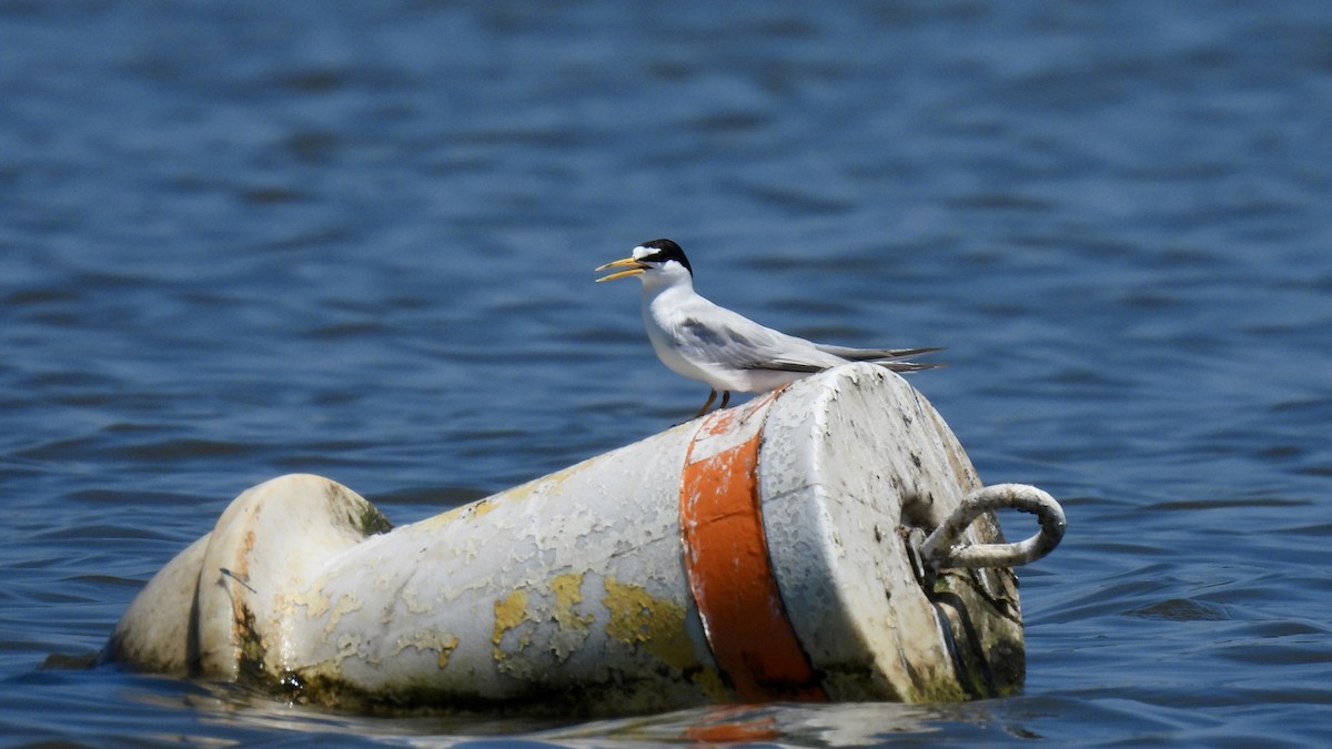 Least Tern - ML638466190