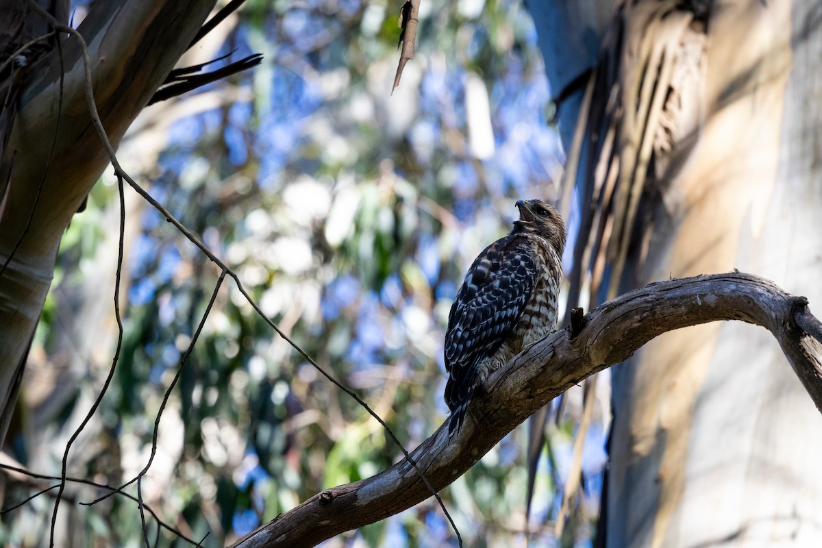 Red-shouldered Hawk - ML638466191
