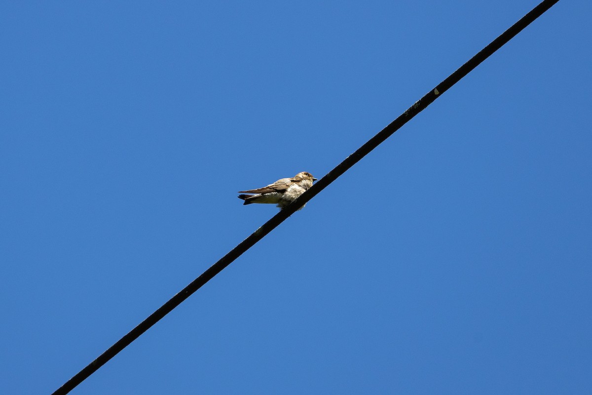 Northern Rough-winged Swallow - ML638466194