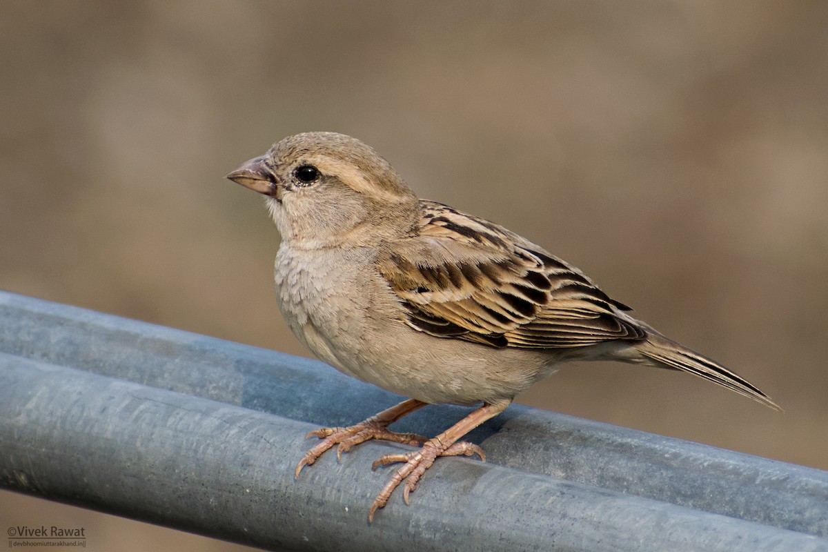 House Sparrow - ML638466196