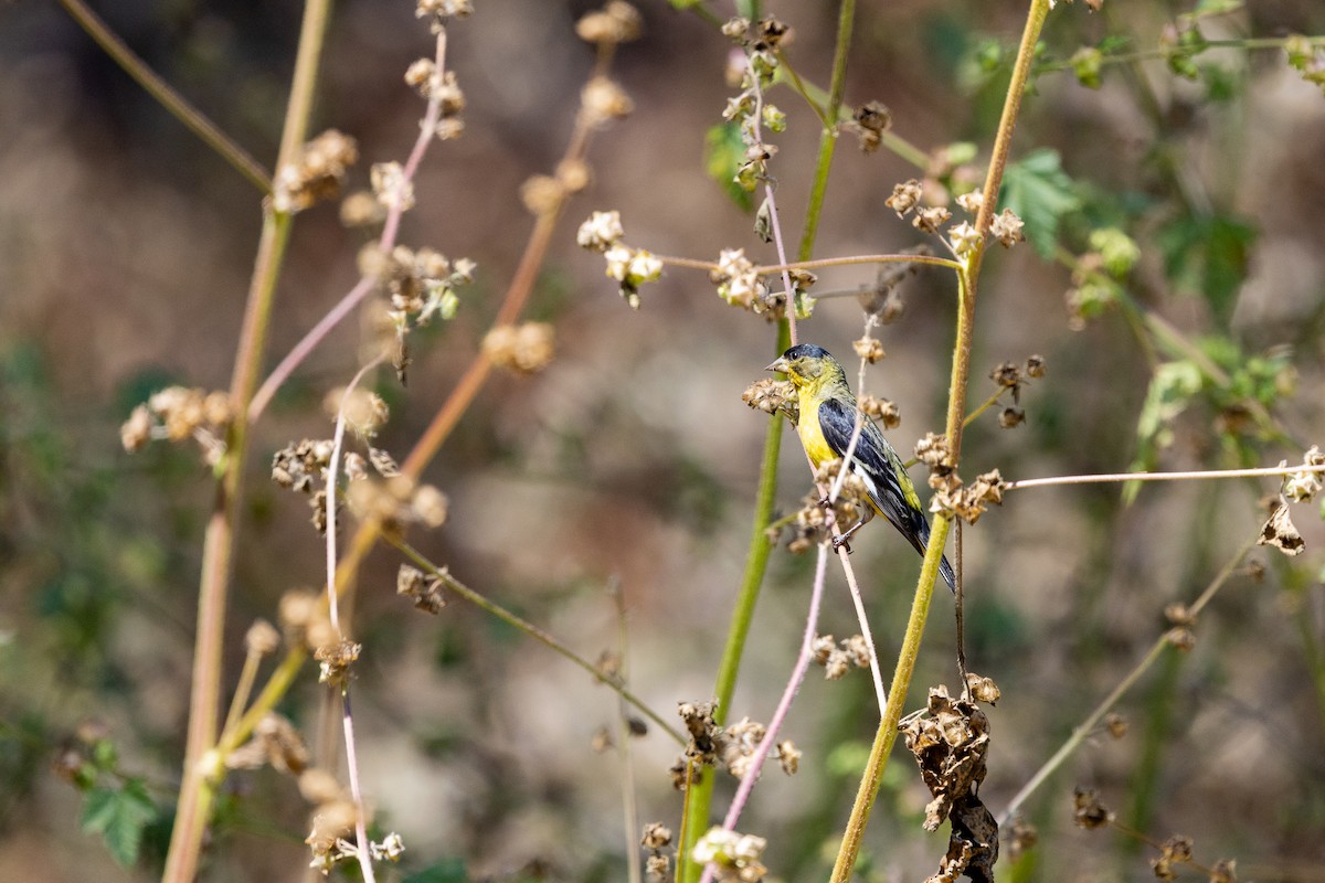 Lesser Goldfinch - ML638466201