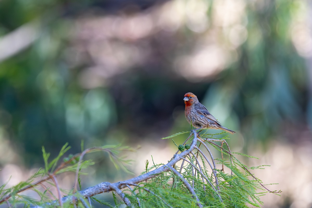 House Finch - ML638466203