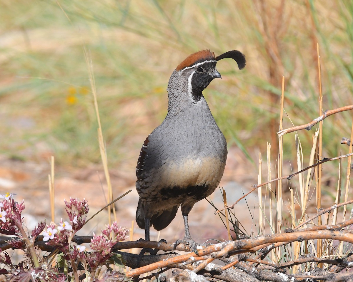 Gambel's Quail - ML638466215