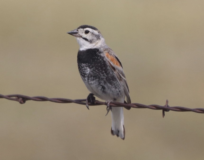 Thick-billed Longspur - ML638466232