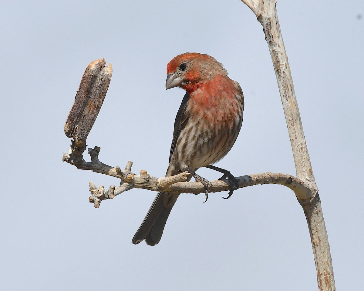 House Finch - ML638466262