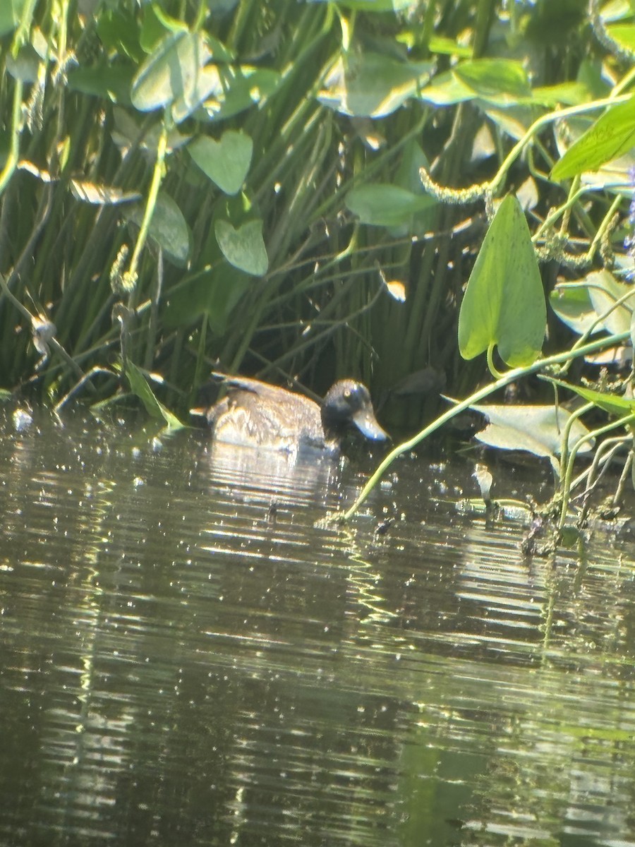 Lesser Scaup - ML638466277
