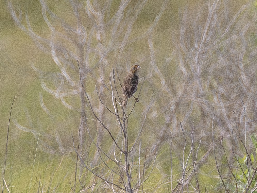 Saltmarsh Sparrow - ML638466299