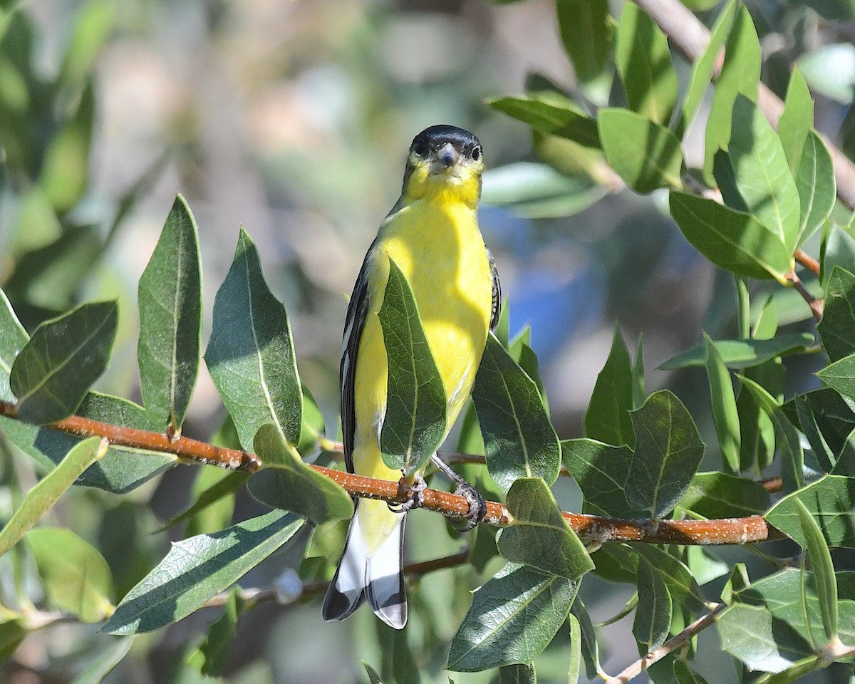 Lesser Goldfinch - ML638466316